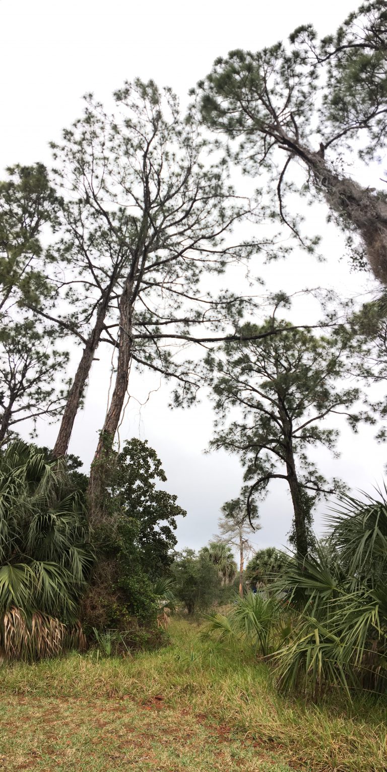 Frank Patillo Property Donation Florida s Nature Coast Conservancy Frank patillo property donation florida s nature coast conservancy